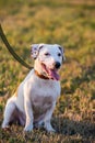 Jack Russell terrier dog sitting on blurred natural background Royalty Free Stock Photo