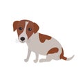 Jack Russell Terrier dog sitting Royalty Free Stock Photo