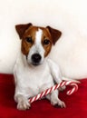 Jack Russell Terrier Dog Sitting Down with a Candy Cane Looking Royalty Free Stock Photo