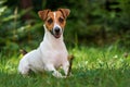 Jack Russell terrier dog sitting in fresh green grass, holding small twig in her paws, mouth half open, blurred trees background