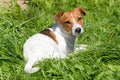 Jack russell terrier dog sitting on the grass field Royalty Free Stock Photo