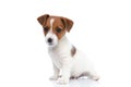 Jack russell terrier dog sitting with his body aside Royalty Free Stock Photo