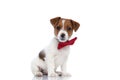 jack russell terrier dog sitting with his body aside Royalty Free Stock Photo