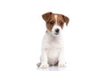 Jack russell terrier dog sitting and looking away Royalty Free Stock Photo