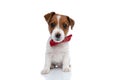 Jack russell terrier dog sitting and looking at the camera Royalty Free Stock Photo