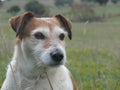 Jack Russell terrier dog sitting in paddock Royalty Free Stock Photo