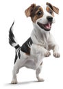 Jack Russell Terrier dog Stand on 2 legs. png.