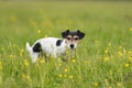 Jack Russell Terrier dog is standing concentrated in a meadow with flowers in spring and is looking into the kamera. Hair style Royalty Free Stock Photo