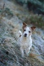 Jack Russell Terrier dog stands alert in frost-kissed grass