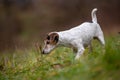 Jack Russell Terrier dog stands sideways and is smelling plant Royalty Free Stock Photo