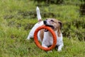 Jack russell terrier dog with toy rubber. close-up Royalty Free Stock Photo