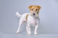 Jack Russell terrier dog after trimming and neat formation of the muzzle with a small beard close-up Royalty Free Stock Photo