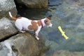 Jack russell terrier dog trying to get a toy from the sea. Dog on a beach