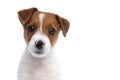 Jack russell terrier dog with very cute expression on face