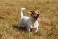 Jack Russell Terrier dog waiting for a command