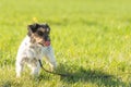 Jack russell Terrier dog is waiting obediently tetheredin the meadow