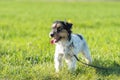 Jack russell Terrier dog is waiting obediently tetheredin the meadow