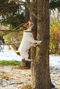 Mischief dog chasing squirrel jumping high on tree and barking on sunny winter day Royalty Free Stock Photo