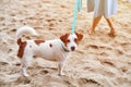 Jack Russell Terrier dog walking on sandy beach, cute small pet, terrier dog on leash with pet owner