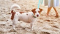 Jack Russell Terrier dog walking on sandy beach, cute small pet, terrier dog on leash with pet owner