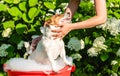 Woman cares of her dog grooming and washing it outdoor in basin with shampoo Royalty Free Stock Photo