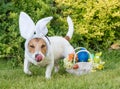 Easter egg hunt concept with dog looking for eggs and Eastertide gifts basket Royalty Free Stock Photo