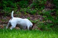 Jack Russell Terrier Dog in Yard Royalty Free Stock Photo