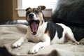 Jack Russell terrier dog yawning funny on a beige blanket abstract with bohkeh