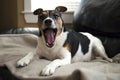 Jack Russell terrier dog yawning funny on a beige blanket abstract with bohkeh