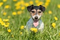 Jack Russell Terrier dog 8 years old sitting in a green spring meadow Royalty Free Stock Photo