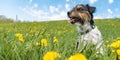 Jack Russell Terrier dog 3 years old sitting in a green spring meadow Royalty Free Stock Photo