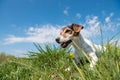 Jack Russell Terrier dog 10 years old sitting in a green spring meadow Royalty Free Stock Photo