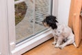 Jack Russell Terrier doggy is sitting in the room on the floor and looks out the window