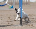 Jack Russell Terrier doing slalom on a dog agility course Royalty Free Stock Photo
