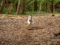 Jack Russell Terrier. English Home counties, woodlands