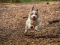 Jack Russell Terrier. English Home counties, woodlands