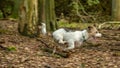 Jack Russell Terrier. English Home counties, woodlands