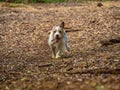 Jack Russell Terrier. English Home counties, woodlands