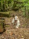 Jack Russell Terrier. English Home counties, woodlands