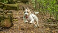 Jack Russell Terrier. English Home counties, woodlands