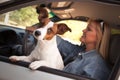 Jack Russell Terrier Enjoying a Car Ride