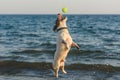 Jumping dog catching tennis ball having fun in water at sea beach Royalty Free Stock Photo