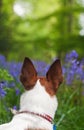 Jack Russell terrier exploring some bluebell woods Royalty Free Stock Photo