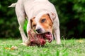 Jack Russell Terrier Female Dog Happily Chewing A Raw BoneJack Royalty Free Stock Photo