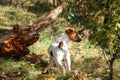 Jack Russell terrier in forest, by tree root, small amanita mushroom next to her, photo from behind