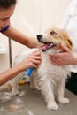 Jack Russell Terrier getting his hair cut
