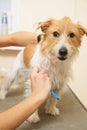 Jack Russell Terrier getting his hair cut