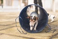 A jack russell terrier granny dog 14 years old going through tunnel outside