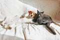 Jack Russell Terrier with a gray cat leaned against each other and bask on the couch Royalty Free Stock Photo