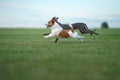 A Jack Russell Terrier and a Greyhound dogs engage in a high-speed chase Royalty Free Stock Photo